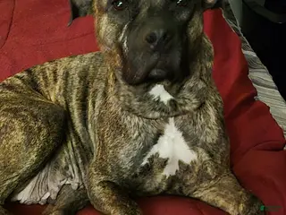 American Staffordshire Terrier dogs American Staffordshire Terrier Puppy 2 - Ad 3