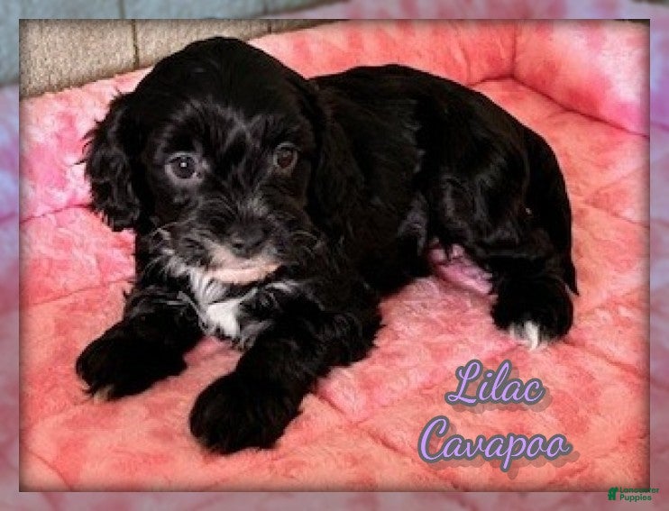 Cavapoo dogs for sale: Lilac - Ad 4