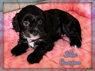 Cavapoo dogs for sale: Lilac - Ad 4
