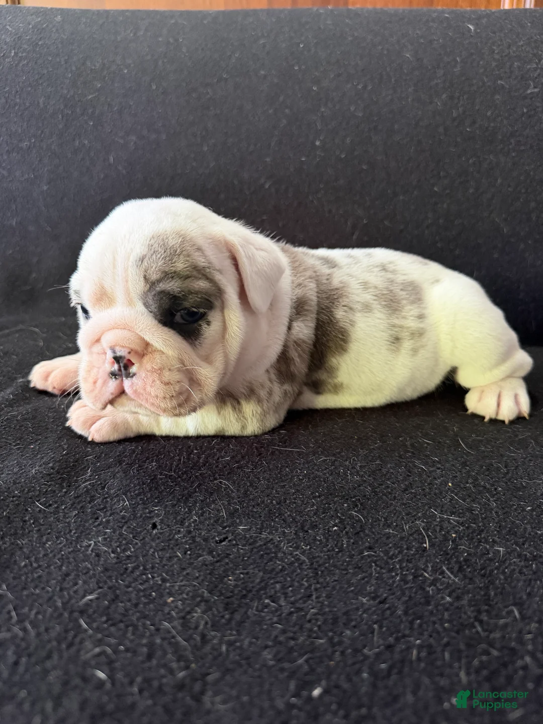 English Bulldog dogs for sale: Pied Merle male - Ad 6