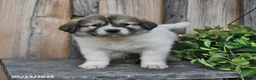 Mixed Breed dogs for sale: Thane - Ad 3
