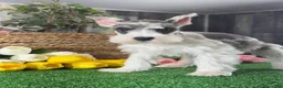 Miniature Schnauzer dogs for sale: Melody  - Ad 3