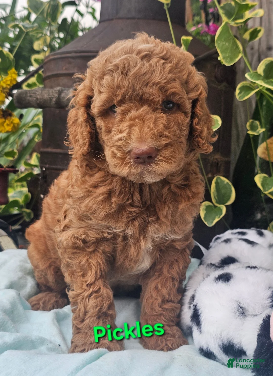 Goldendoodle dogs for sale: Pickles - Ad 1