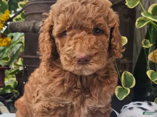 Goldendoodle dogs Pickles - Ad 28