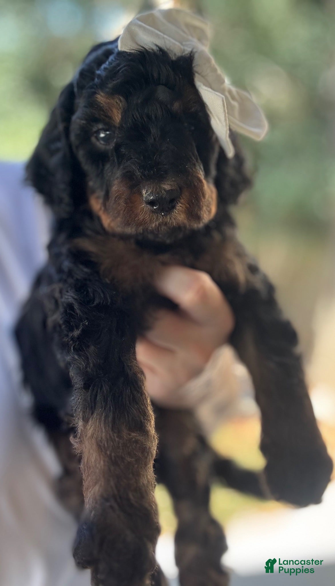 Mini Goldendoodle dogs for sale: Mini Goldendoodle “Indy” - Ad 4
