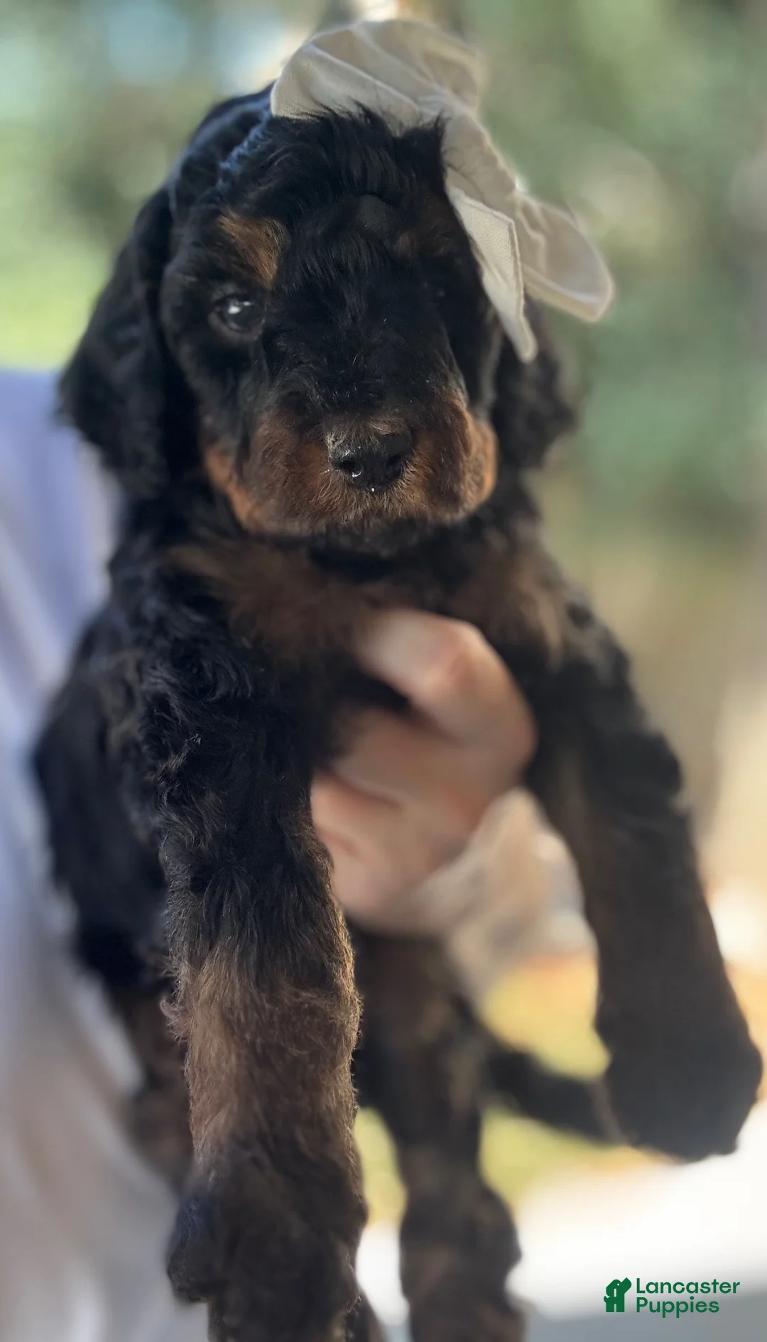 Mini Goldendoodle dogs for sale: Mini Goldendoodle “Indy” - Ad 1