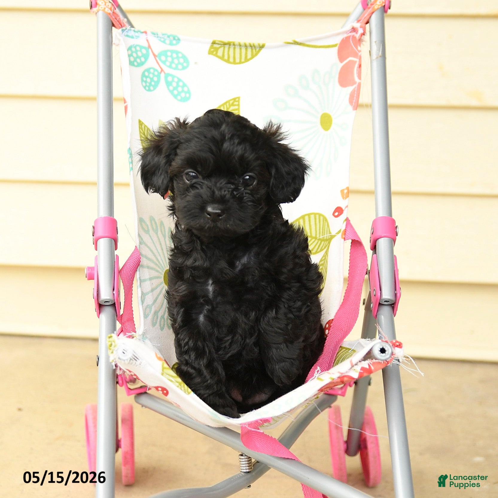 Yorkiepoo dogs Ceasar - Ad 1