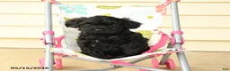 Yorkiepoo dogs for sale: Ceasar - Ad 1