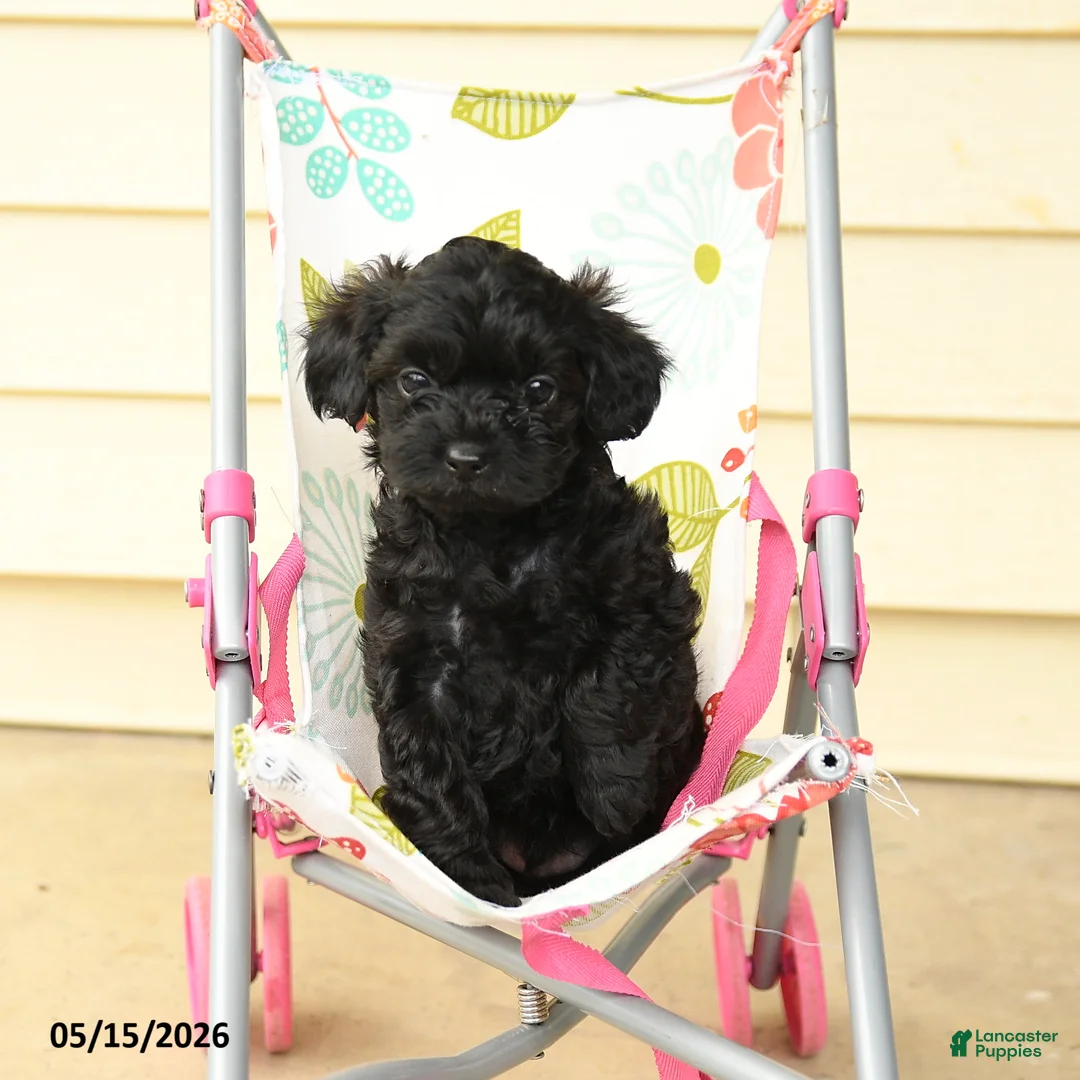 Yorkiepoo dogs for sale: Ceasar - Ad 1