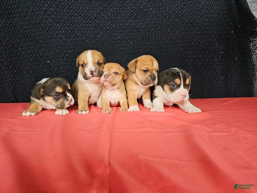 Gallery Image {{count}}