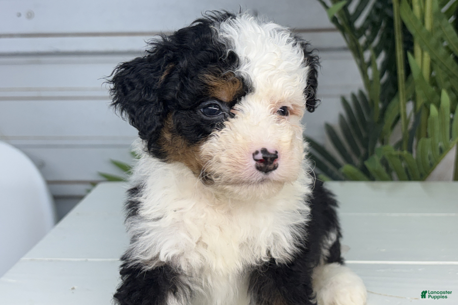 Mini Bernedoodle dogs Bubba - Ad 27