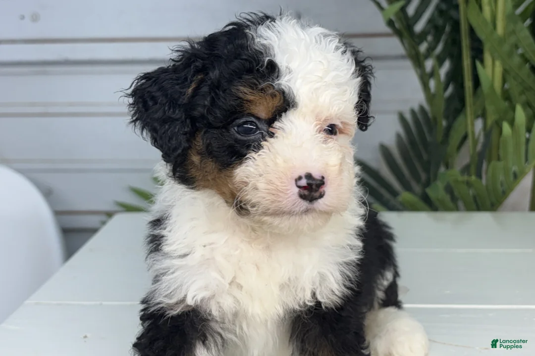 Mini Bernedoodle dogs for sale: Bubba - Ad 1
