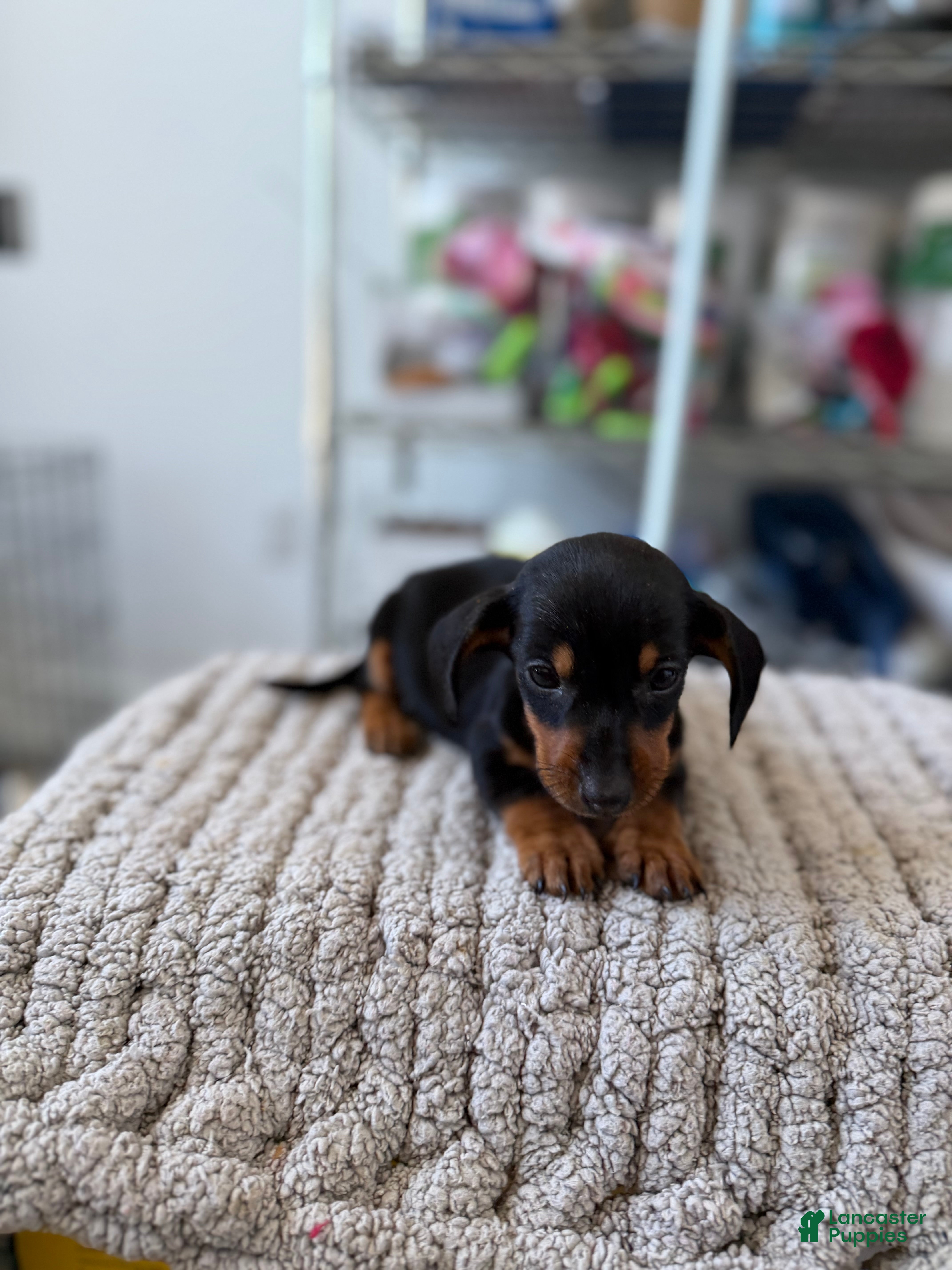 Miniature Dachshund dogs Teacup Minnie - Ad 2