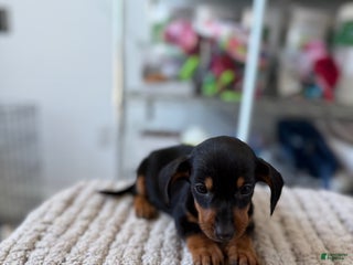 Miniature Dachshund dogs Teacup Minnie - Ad 2