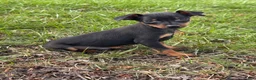 Miniature Pinscher dogs for sale: Quinn - Ad 5