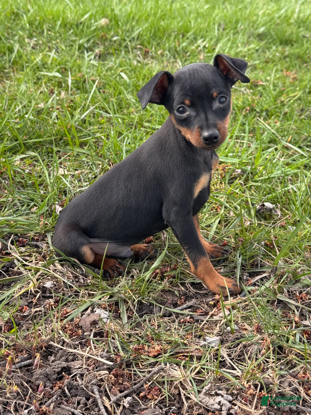 Miniature Pinscher dogs for sale: Quinn - Ad 5