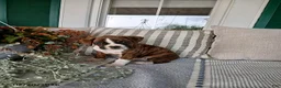 Boxer dogs for sale: Dante - Ad 2
