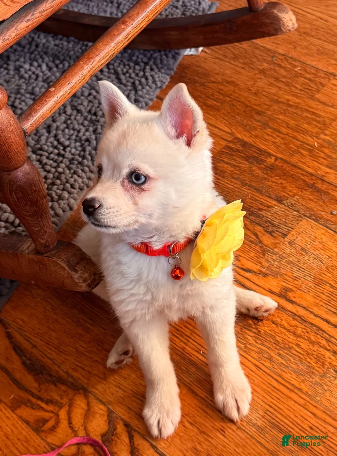 Alaskan Klee Kai dogs for sale: Kassy/emotion support  - Ad 22