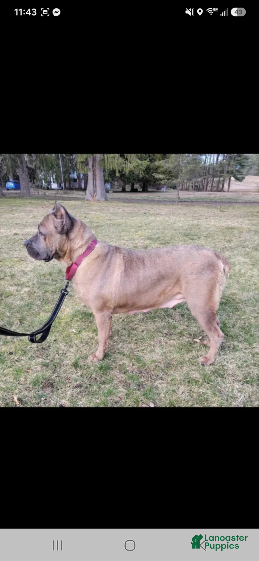 Cane Corso dogs for sale: AKC Valiente - Ad 2