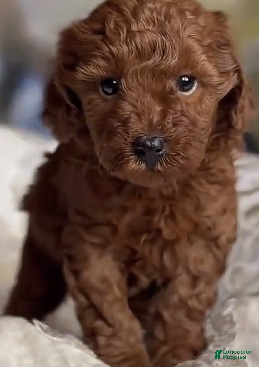 Toy Poodle dogs Queen - Ad 33