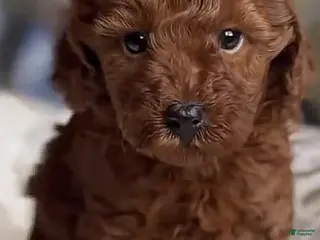 Toy Poodle dogs Queen - Ad 33