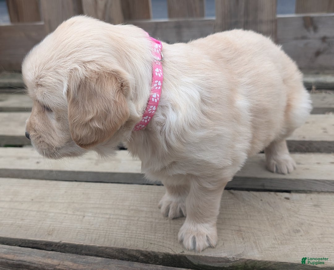 Golden Retriever dogs for sale: Mimi - Ad 3