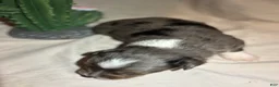 Toy Australian Shepherd dogs for sale: Hank  - Ad 7