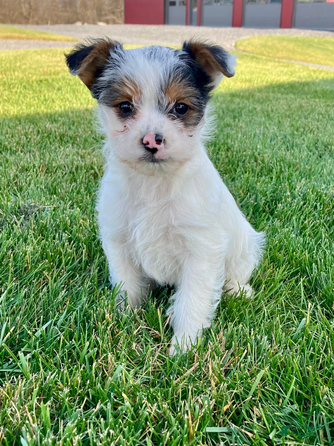 Yorkshire Terrier dogs for sale: Ava - Ad 1