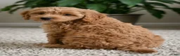 Cavapoo dogs for sale: Betty - Ad 8