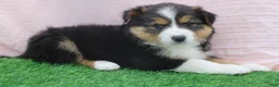 Australian Shepherd dogs for sale: roxy - Ad 4