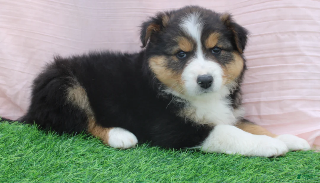 Australian Shepherd dogs for sale: roxy - Ad 4