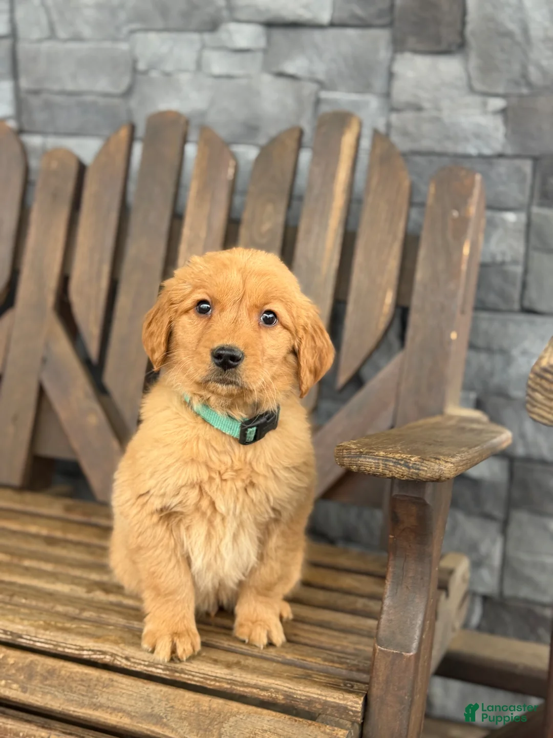 Golden Retriever dogs for sale: Lucky - Ad 3