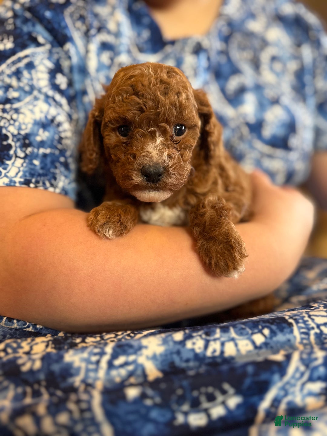 Mini Goldendoodle dogs for sale: Hailey  - Ad 2