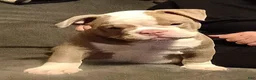 Olde English Bulldogge dogs for sale: Olde English Bulldogge 1 - Ad 3