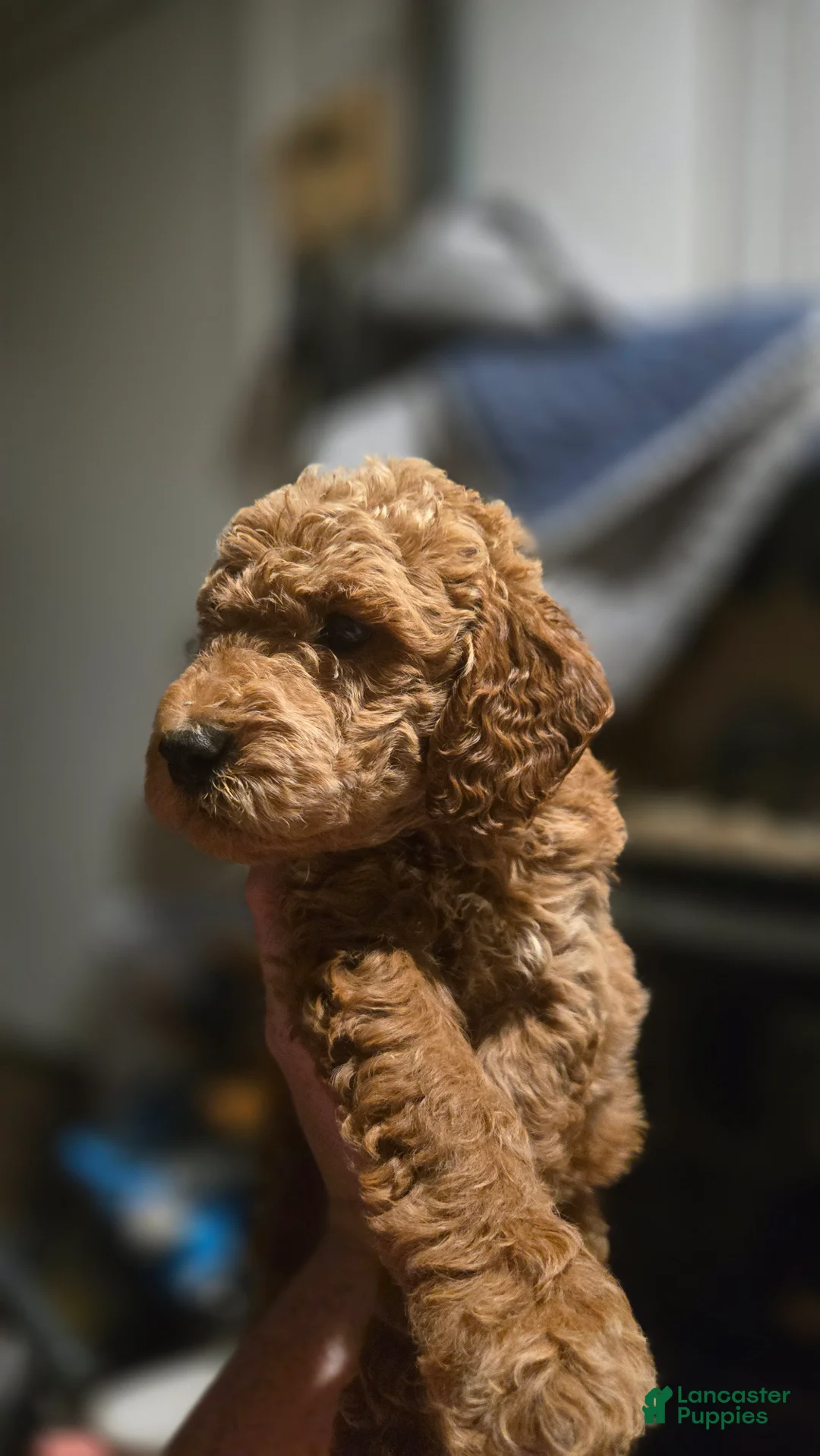 Mini Goldendoodle dogs for sale: Mini Goldendoodle 1 - Ad 2