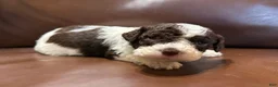 Lagotto Romagnolo dogs for sale: Green collar male - Ad 2