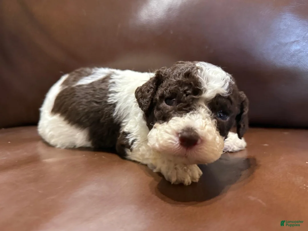 Lagotto Romagnolo dogs for sale: Green collar male - Ad 2