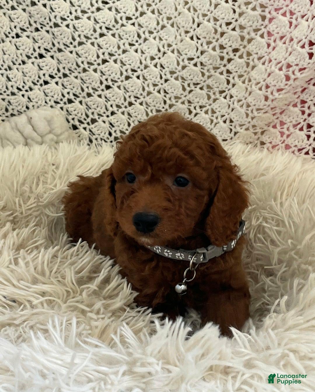 Cavapoo dogs for sale: Molly - Ad 17