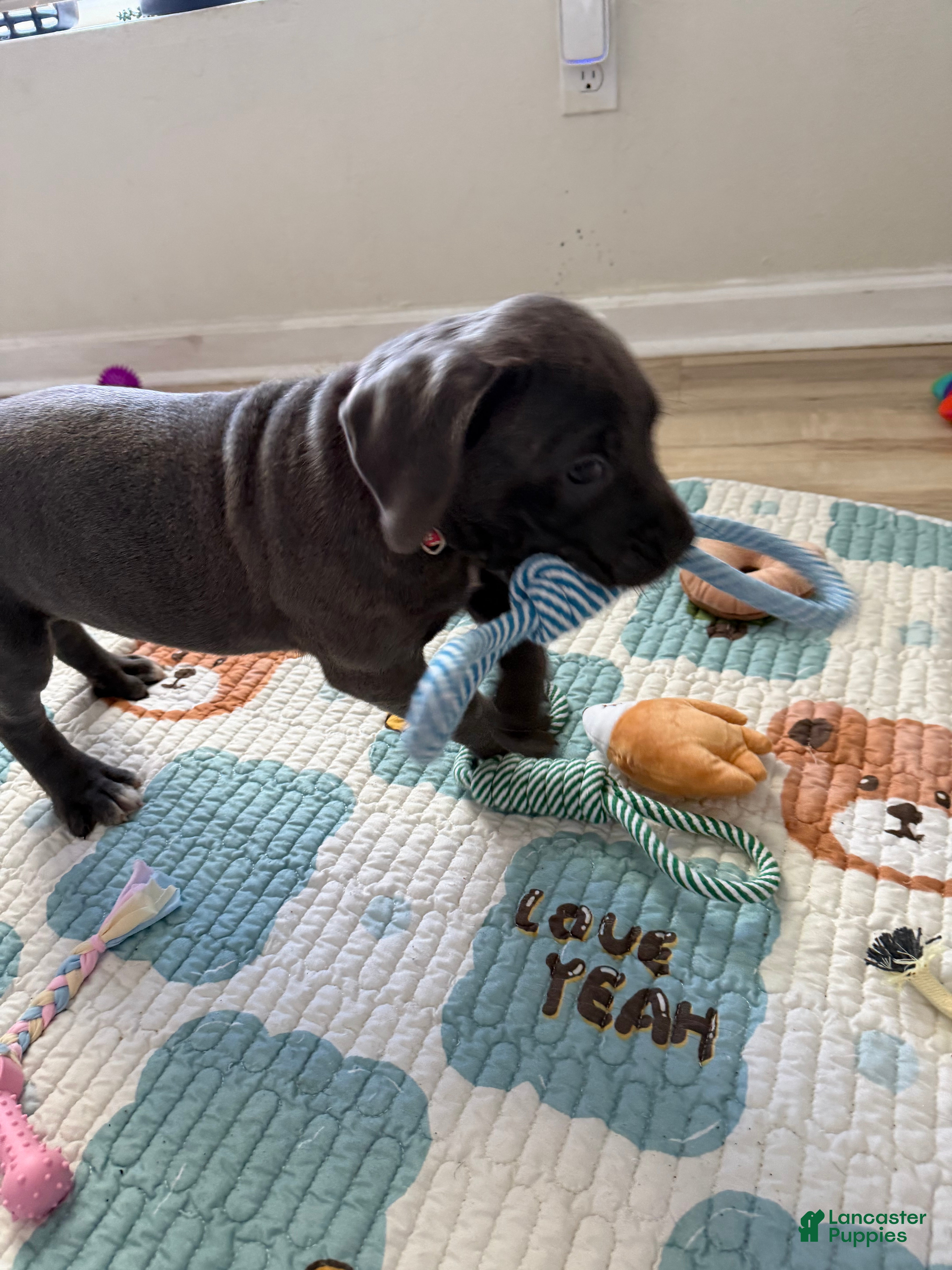 Cane Corso dogs Kitana - Ad 14