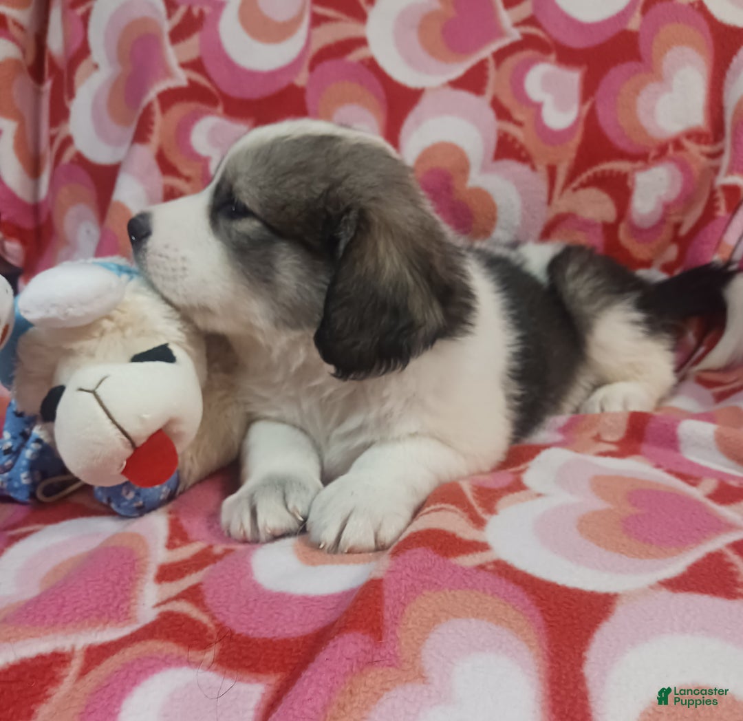 Mixed Breed dogs for sale: Tinsel - Ad 3