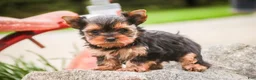 Yorkshire Terrier dogs for sale: Buckskin - Ad 3