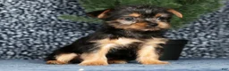 Yorkshire Terrier dogs for sale: Kennedy - Ad 5