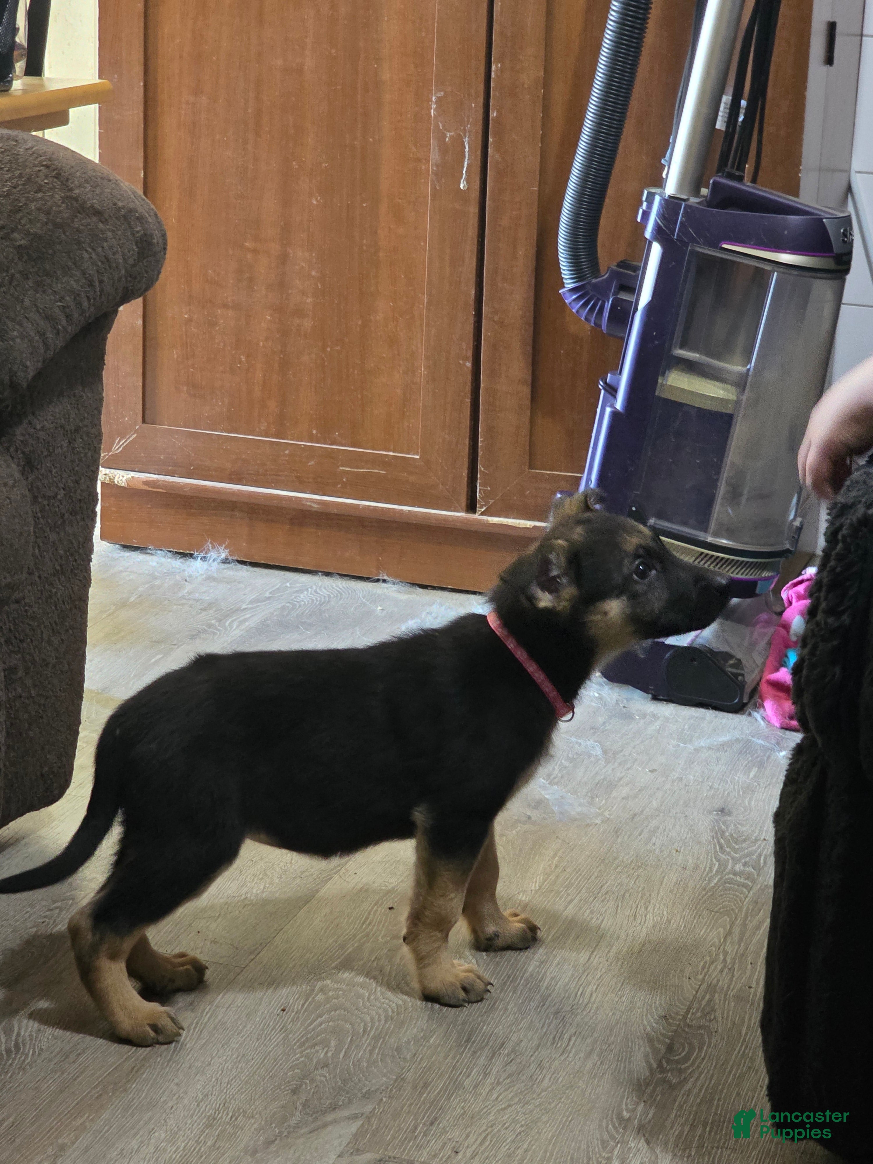 German Shepherd dogs German Shepherd 5 - Ad 37