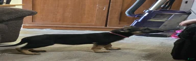 German Shepherd 5