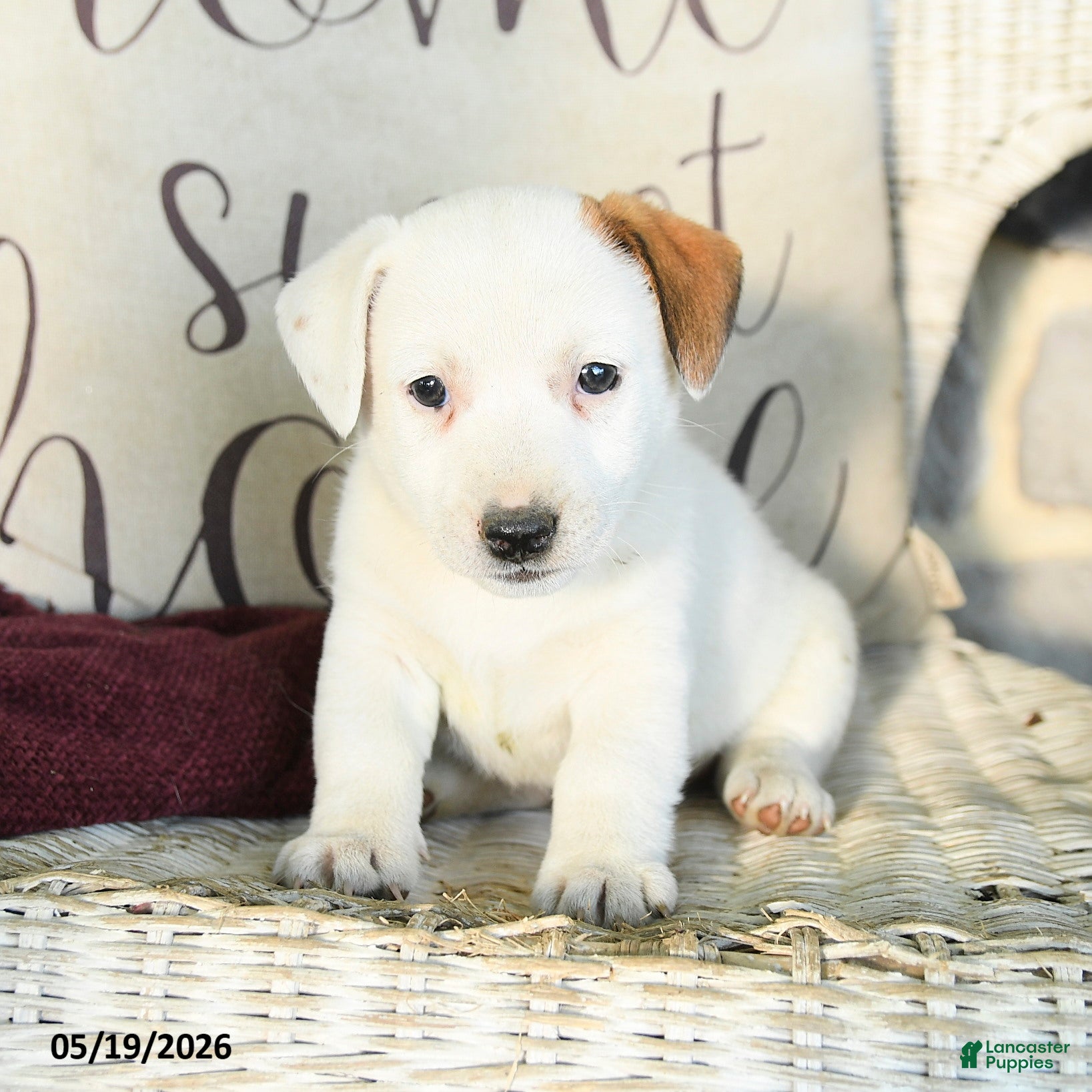 Jack Russell Terrier dogs Russ  - Ad 2