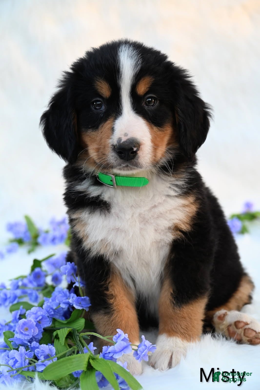 Bernese Mountain Dog dogs Misty  - Ad 2