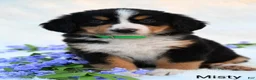 Bernese Mountain Dog dogs for sale: Misty  - Ad 2