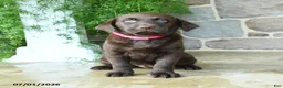 Labrador Retriever dogs for sale: Abby - Ad 2