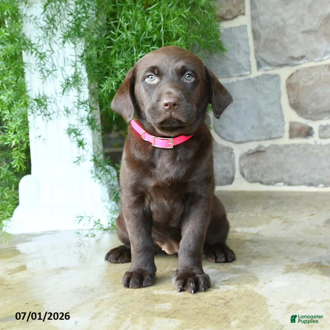Labrador Retriever dogs for sale: Abby - Ad 2