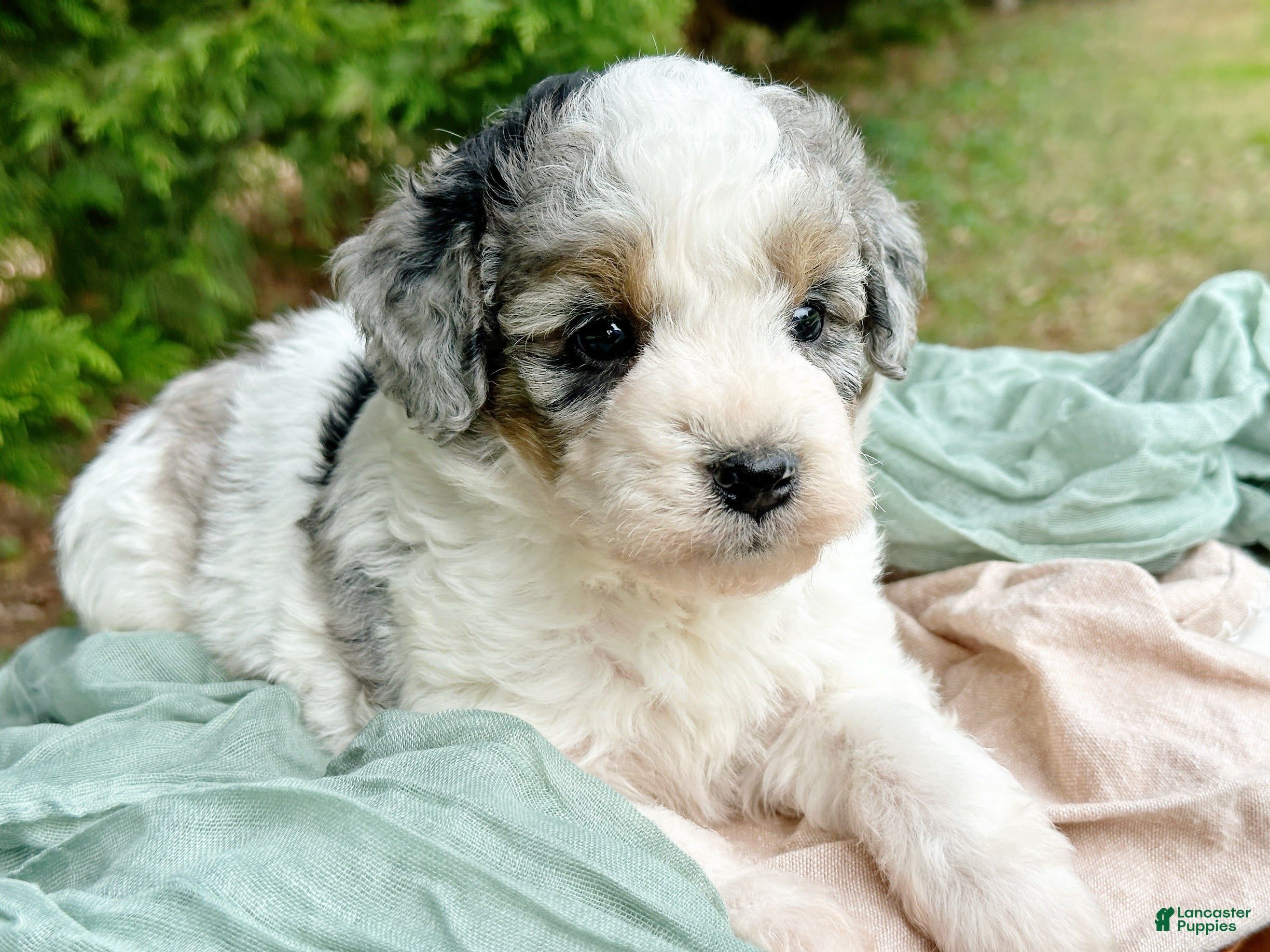 Mini Bernedoodle dogs Wylder-Petite/Mini-OFA&GeneticParents - Ad 2